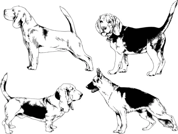 Dessins Vectoriels Croquis Chiens Pedigree Dans Les Supports Dessinés Encre — Image vectorielle