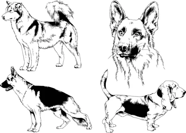 Векторные Рисунки Эскизы Родословных Собак Стойках Нарисованных Чернилами Вручную Объектов — стоковый вектор