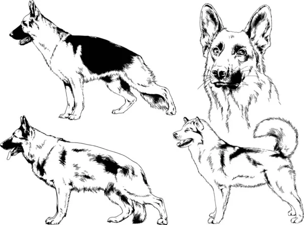 Desenhos Vetoriais Esboça Cães Pedigree Nas Prateleiras Desenhadas Tinta Mão —  Vetores de Stock