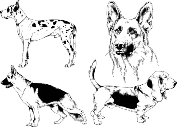 Disegni Vettoriali Schizzi Cani Pedigree Nei Rack Disegnati Inchiostro Mano — Vettoriale Stock