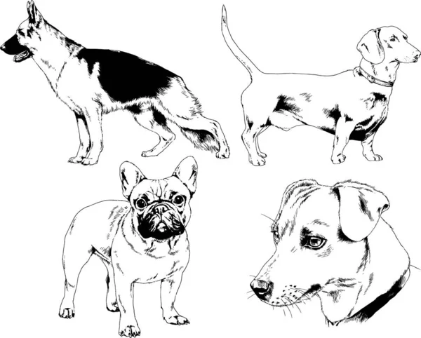 Dessins Vectoriels Croquis Chiens Pedigree Dans Les Supports Dessinés Encre — Image vectorielle