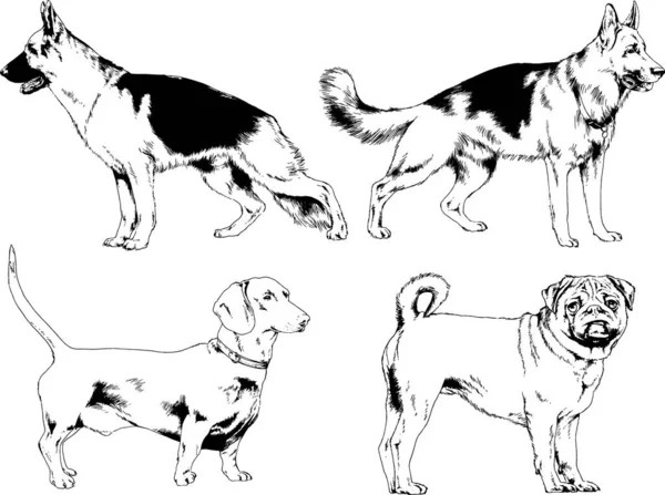 Rysunki Wektorowe Szkiców Rottweilera Regały Ręcznie Rysowane Tuszem Obiekty Bez — Wektor stockowy