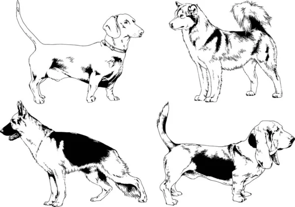 Dibujos Vectoriales Bocetos Pedigrí Perros Los Bastidores Dibujados Tinta Mano — Archivo Imágenes Vectoriales