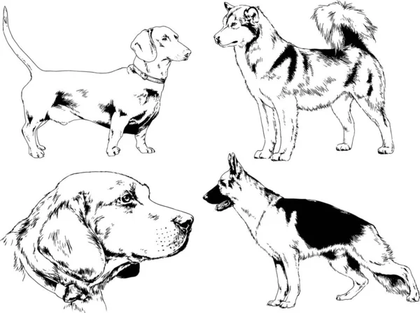 矢量绘图在用墨水绘制的衣架上的系谱犬 没有背景的对象 — 图库矢量图片