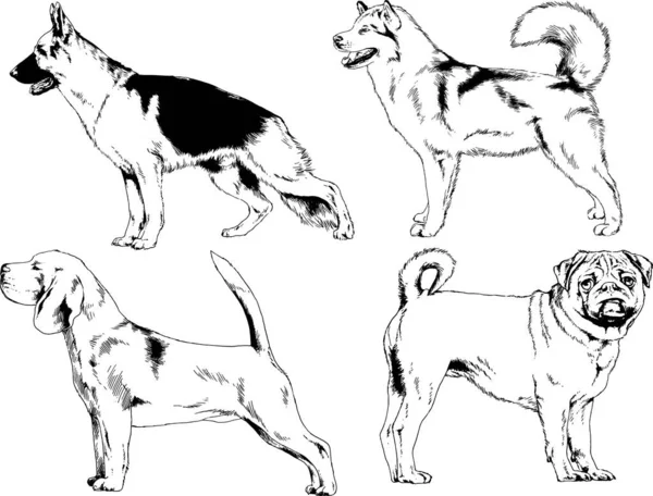 Desenhos Vetoriais Esboça Cães Pedigree Nas Prateleiras Desenhadas Tinta Mão —  Vetores de Stock