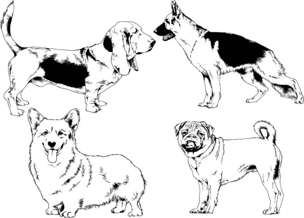 Dessins Vectoriels Croquis Chiens Pedigree Dans Les Supports Dessinés Encre — Image vectorielle