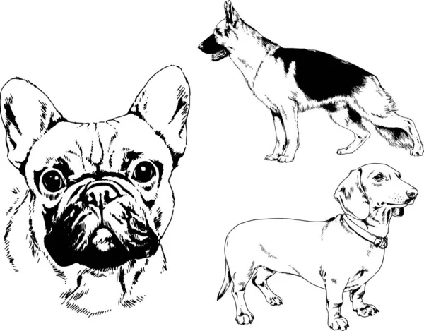 Dibujos Vectoriales Bocetos Pedigrí Perros Los Bastidores Dibujados Tinta Mano — Archivo Imágenes Vectoriales