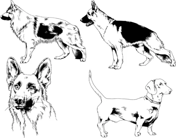 Dibujos Vectoriales Bocetos Pedigrí Perros Los Bastidores Dibujados Tinta Mano — Archivo Imágenes Vectoriales