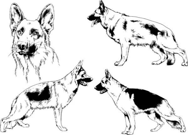 Dibujos Vectoriales Bocetos Pedigrí Perros Los Bastidores Dibujados Tinta Mano — Vector de stock