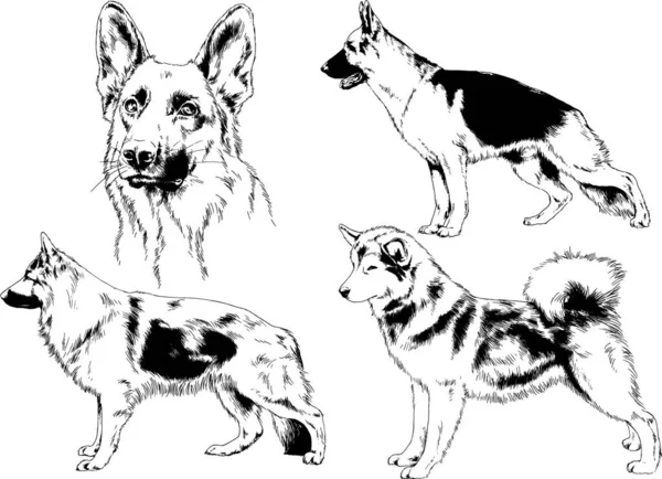 Dibujos Vectoriales Bocetos Pedigrí Perros Los Bastidores Dibujados Tinta Mano — Archivo Imágenes Vectoriales