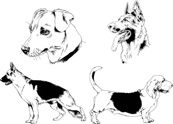 Dibujos Vectoriales Bocetos Pedigrí Perros Los Bastidores Dibujados Tinta Mano — Archivo Imágenes Vectoriales