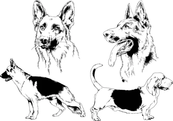 ベクター描画インクで手書きのラックの血統の犬をスケッチ 背景がないオブジェクト — ストックベクタ