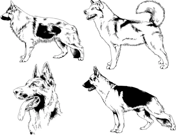 Desenhos Vetoriais Esboça Cães Pedigree Nas Prateleiras Desenhadas Tinta Mão —  Vetores de Stock