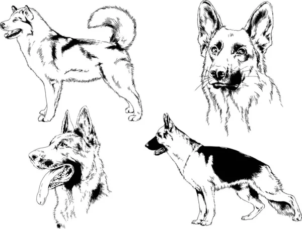 Desenhos Vetoriais Esboça Cães Pedigree Nas Prateleiras Desenhadas Tinta Mão —  Vetores de Stock