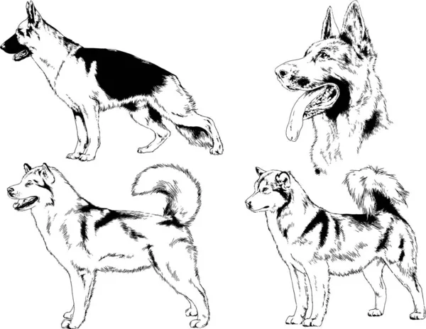 矢量绘图在用墨水绘制的衣架上的系谱犬 没有背景的对象 — 图库矢量图片