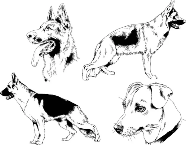 Dibujos Vectoriales Bocetos Pedigrí Perros Los Bastidores Dibujados Tinta Mano — Archivo Imágenes Vectoriales