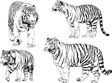 Vektör çizimleri farklı avcılar çizer, kaplanlar, aslanlar, çitalar ve leoparlar mürekkeple çizilir, arka planı olmayan nesneler.