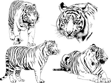 Vektör çizimleri farklı avcılar çizer, kaplanlar, aslanlar, çitalar ve leoparlar mürekkeple çizilir, arka planı olmayan nesneler.