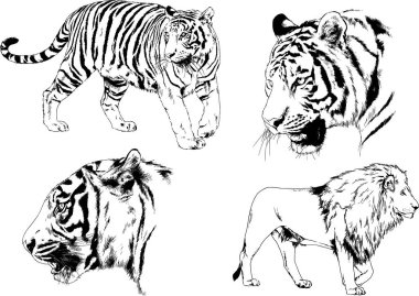 vektör çizimleri çizimler farklı yırtıcı hayvan, kaplan aslan çita ve leopar mürekkep el tarafından nesneleri arka plan ile çizilir
