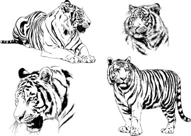 vektör çizimleri çizimler farklı yırtıcı hayvan, kaplan aslan çita ve leopar mürekkep el tarafından nesneleri arka plan ile çizilir