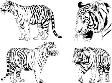 vektör çizimleri çizimler farklı yırtıcı hayvan, kaplan aslan çita ve leopar mürekkep el tarafından nesneleri arka plan ile çizilir