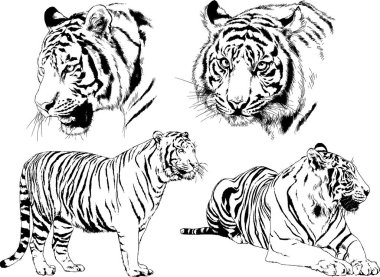 vektör çizimleri çizimler farklı yırtıcı hayvan, kaplan aslan çita ve leopar mürekkep el tarafından nesneleri arka plan ile çizilir