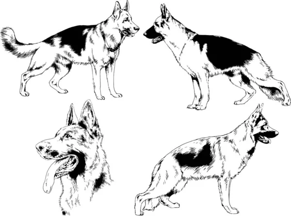 Dibujos Vectoriales Bocetos Pedigrí Perros Los Bastidores Dibujados Tinta Mano — Vector de stock