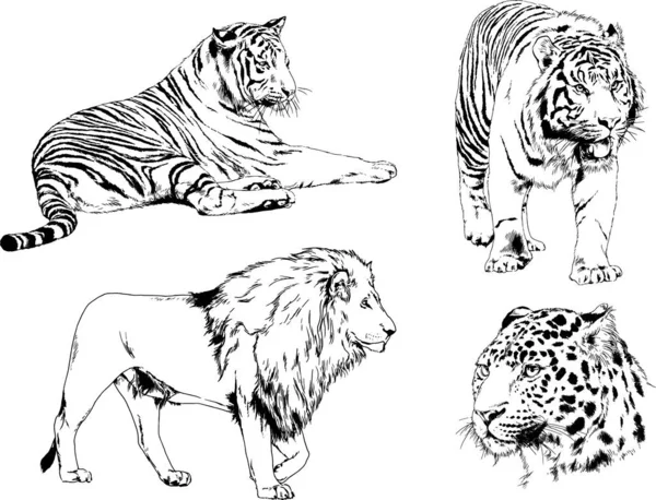 Dibujos Vectoriales Bocetos Diferentes Depredadores Tigres Leones Guepardos Leopardos Dibujan — Vector de stock