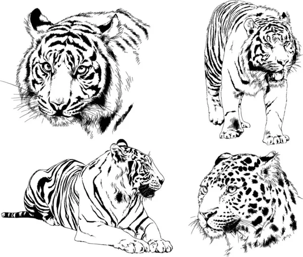 Vector Drawings Sketches Different Predator Tigers Lions Cheetahs Leopards Drawn — 스톡 벡터