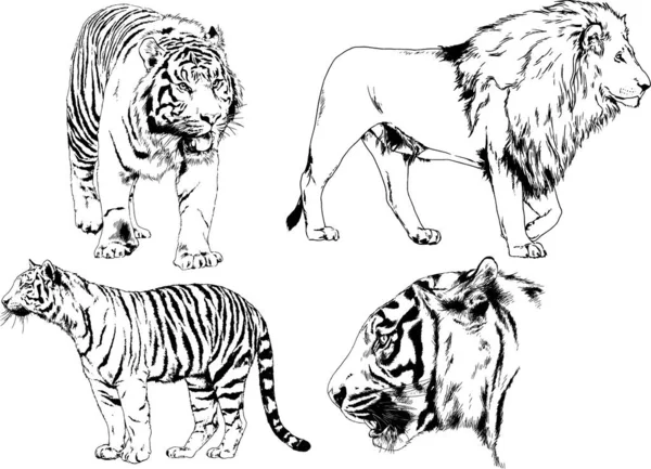 Dessins Vectoriels Croquis Différents Prédateurs Tigres Lions Guépards Léopards Sont — Image vectorielle