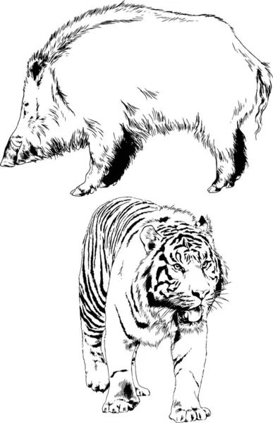 Σχέδια Διάνυσμα Διαφορετικά Αρπακτικά Τίγρεις Λιοντάρια Τσιτάχ Και Λεοπαρδάλεις Σχεδιάζονται — Διανυσματικό Αρχείο