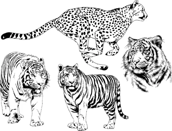 Vectortekeningen Schetsen Verschillende Roofdieren Tijgers Leeuwen Cheeta Luipaarden Worden Met — Stockvector