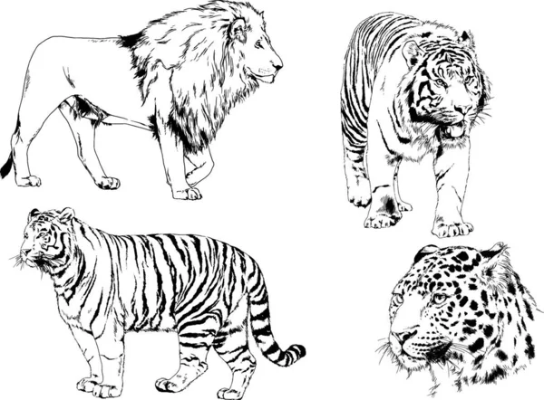 Σχέδια Διάνυσμα Διαφορετικά Αρπακτικά Τίγρεις Λιοντάρια Τσιτάχ Και Λεοπαρδάλεις Σχεδιάζονται — Διανυσματικό Αρχείο