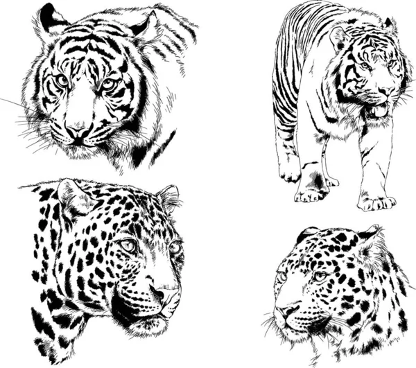 ベクトル図面は 異なる捕食者 ライオン チーターやヒョウが手でインクで描かれている 背景のないオブジェクト — ストックベクタ