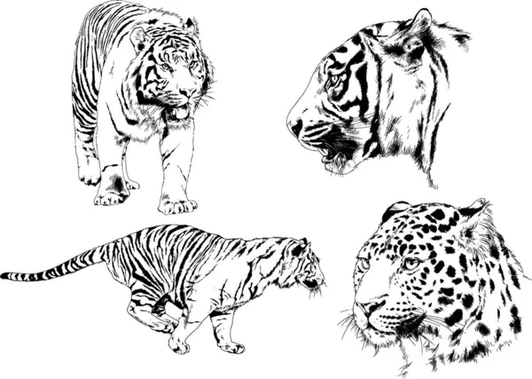 ベクトル図面は 異なる捕食者 ライオン チーターやヒョウが手でインクで描かれている 背景のないオブジェクト — ストックベクタ