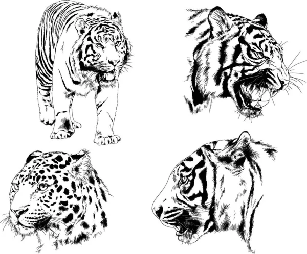 Dibujos Vectoriales Bocetos Diferentes Depredadores Tigres Leones Guepardos Leopardos Dibujan — Vector de stock