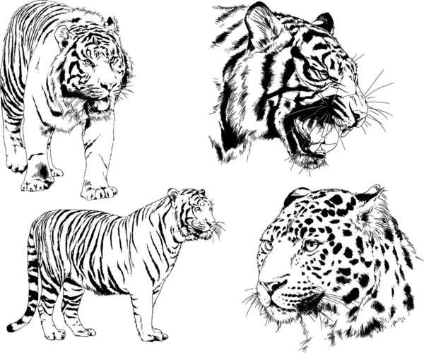 Vektorritningar Skissar Olika Rovdjur Tigrar Lejon Geparder Och Leoparder Ritas — Stock vektor