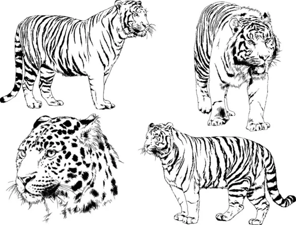 Dibujos Vectoriales Bocetos Diferentes Depredadores Tigres Leones Guepardos Leopardos Dibujan — Vector de stock