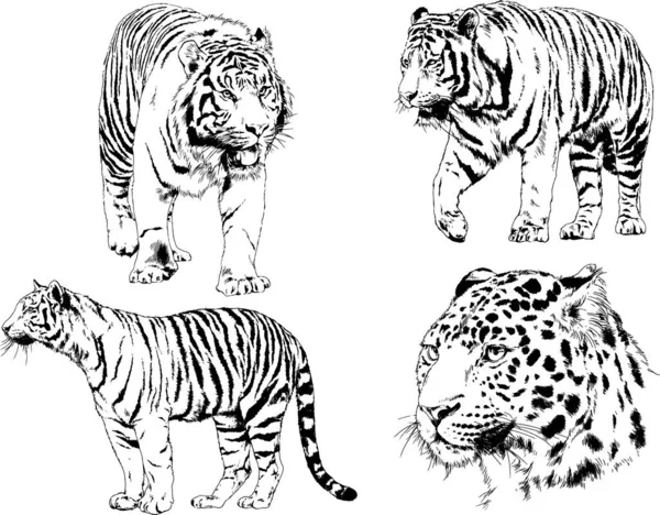 Desenhos Vetoriais Esboços Predador Diferente Tigres Leões Chitas Leopardos São —  Vetores de Stock