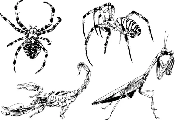 Desenhos Vetoriais Esboços Diferentes Insetos Insetos Escorpiões Aranhas Desenhadas Tinta —  Vetores de Stock