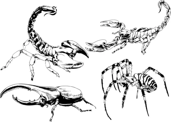 Desenhos Vetoriais Esboços Diferentes Insetos Insetos Escorpiões Aranhas Desenhadas Tinta —  Vetores de Stock