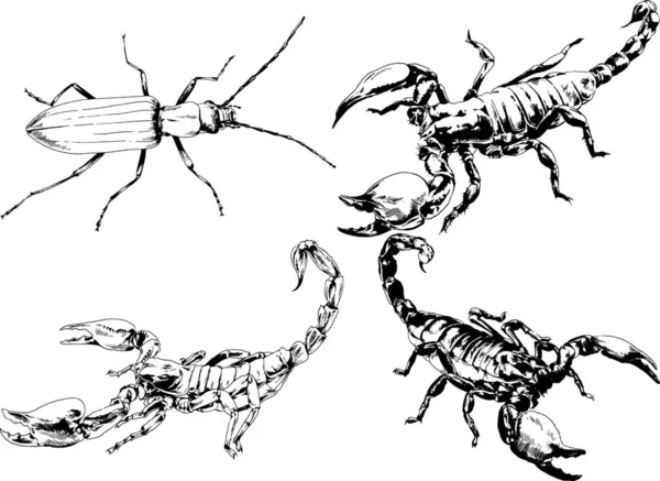 Dibujos Vectoriales Bocetos Insectos Diferentes Insectos Scorpions Arañas Dibujadas Con — Archivo Imágenes Vectoriales