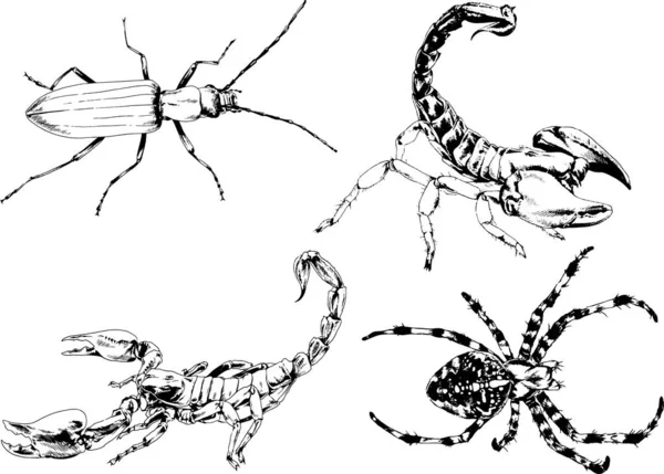 Vektorzeichnungen Skizzieren Verschiedene Insekten Käfer Skorpione Spinnen Mit Tusche Von — Stockvektor