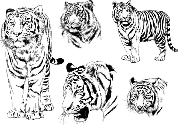 Dibujos Vectoriales Bocetos Diferentes Depredadores Tigres Leones Guepardos Leopardos Dibujan — Vector de stock