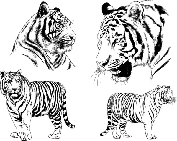 Dibujos Vectoriales Bocetos Diferentes Depredadores Tigres Leones Guepardos Leopardos Dibujan — Vector de stock