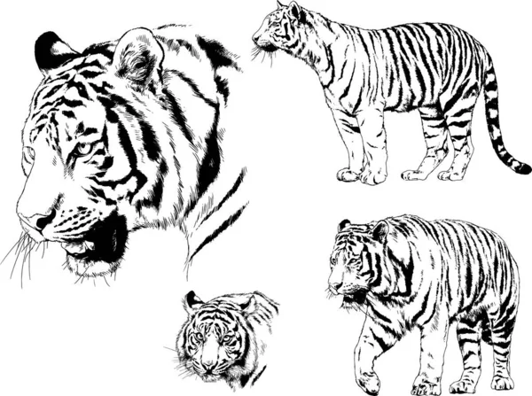 Dibujos Vectoriales Bocetos Diferentes Depredadores Tigres Leones Guepardos Leopardos Dibujan — Archivo Imágenes Vectoriales