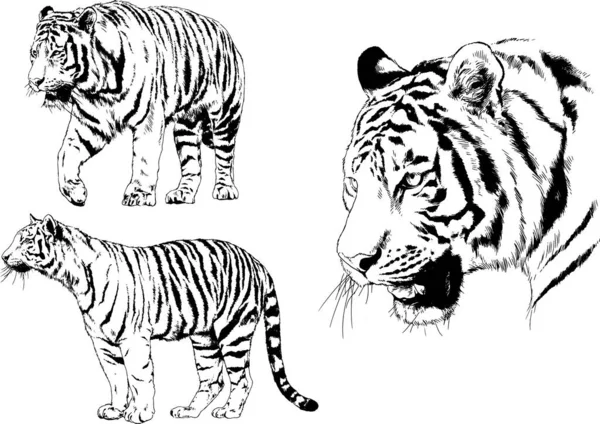 Gambar Vektor Sketsa Predator Yang Berbeda Harimau Singa Cheetah Dan - Stok Vektor