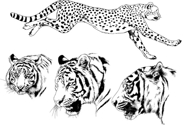 Dibujos Vectoriales Bocetos Diferentes Depredadores Tigres Leones Guepardos Leopardos Dibujan — Archivo Imágenes Vectoriales