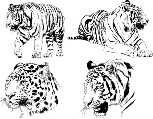 Desenhos Vetoriais Esboços Predador Diferente Leões Tigres Chitas Leopardos São — Vetor de Stock