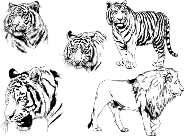 Vector Drawings Sketches Different Predator Tigers Lions Cheetahs Leopards Drawn — Stock Vector